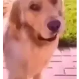 Figurinha de Cachorros para WhatsApp