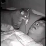 Figurinha de Gatos para WhatsApp