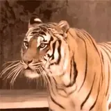 Figurinha de Animais para WhatsApp