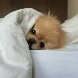 Figurinha para WhatsApp