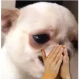 Cachorros WhatsApp sticker