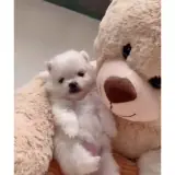 Figurinha de Animais para WhatsApp