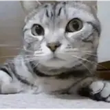 Figurinha de Gatos para WhatsApp