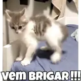 Figurinha de Gatos para WhatsApp