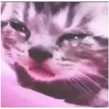 Figurinha de Gatos para WhatsApp