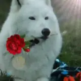 Figurinha para WhatsApp