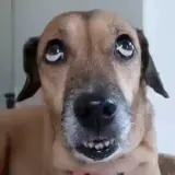 Figurinha para WhatsApp