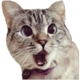 Figurinha de Gatos para WhatsApp