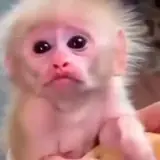 Animais WhatsApp sticker