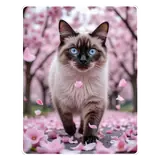 Figurinha de Gatos para WhatsApp