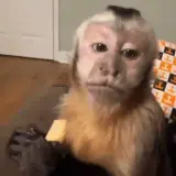 Figurinha de Animais para WhatsApp