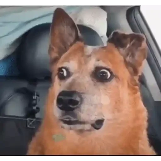 Figurinha para WhatsApp — Cachorros