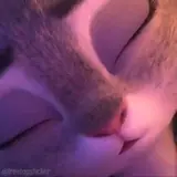 Figurinha de Animais para WhatsApp