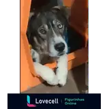 Sticker para WhatsApp