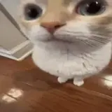 Gatos WhatsApp sticker