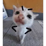 Gatos WhatsApp sticker