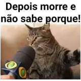Figurinha de Gatos para WhatsApp