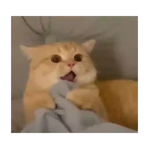 Figurinha para WhatsApp — Gatos