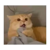 Figurinha de Gatos para WhatsApp