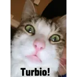 Figurinha de Gatos para WhatsApp