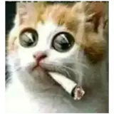 Sticker de Gatos para WhatsApp