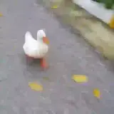 Figurinha de Animais para WhatsApp