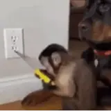 Engraçados WhatsApp sticker