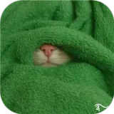 Gatos WhatsApp sticker