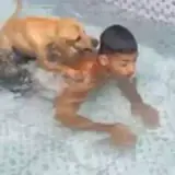 Sticker de Animais para WhatsApp