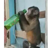 Figurinha para WhatsApp