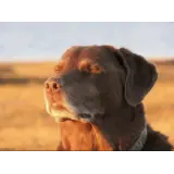 Sticker de Cachorros para WhatsApp