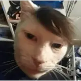 Figurinha de Gatos para WhatsApp