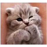 Figurinha de Gatos para WhatsApp