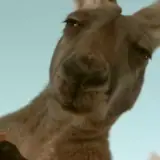 Figurinha de Animais para WhatsApp