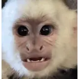 Figurinha de Animais para WhatsApp