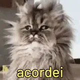 Gatos WhatsApp sticker