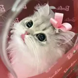 Figurinha de Gatos para WhatsApp