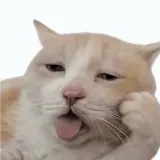 Figurinha de Gatos para WhatsApp