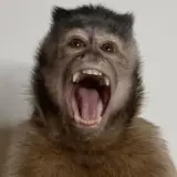 Figurinha de Animais para WhatsApp