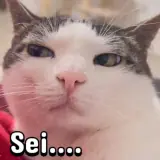 Figurinha de Gatos para WhatsApp
