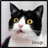 Figurinha de Gatos para WhatsApp