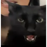 Figurinha para WhatsApp