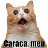 Sticker de Gatos para WhatsApp