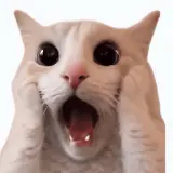 Figurinha de Gatos para WhatsApp