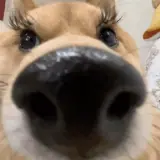 Figurinha de Cachorros para WhatsApp