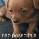 Sticker de Cachorros para WhatsApp