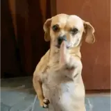 Figurinha de Cachorros para WhatsApp
