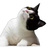 Figurinha de Gatos para WhatsApp