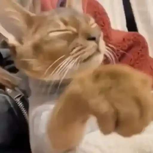 Figurinha para WhatsApp — Animais