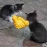 Figurinha de Gatos para WhatsApp